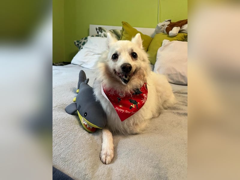 Glory SR - lieb, verschmust