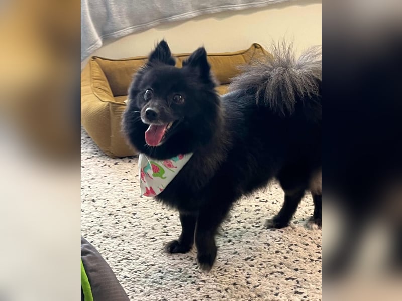 Mable SR- dominant, freundlich