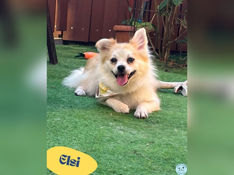 Elsi SR - verträglich, neugierig