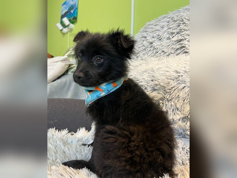 Thor SR - verspielt, freundlich