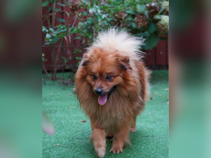 Balu SR - freundlich, verträglich