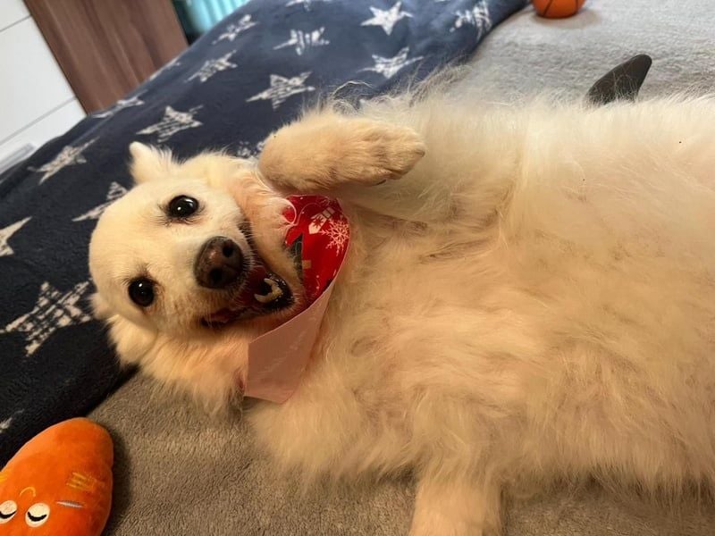 Glory SR - lieb, verschmust