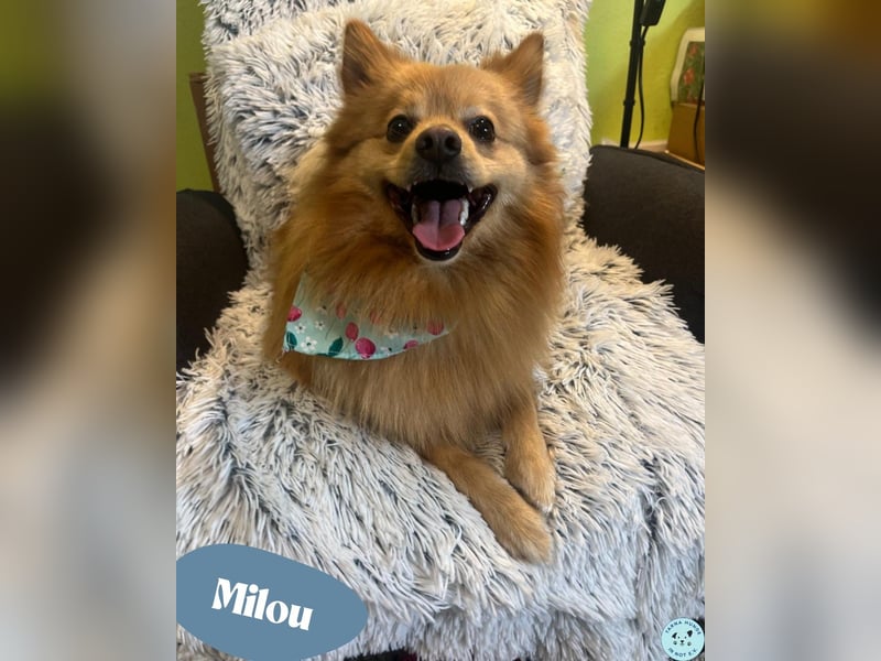 Milou SR - freundlich, aufgeschlossen 