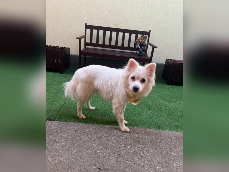 Fritz - gelassen, rüstiger Rentner