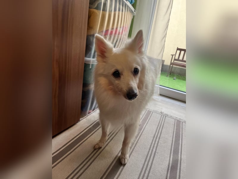 Glory SR - lieb, verschmust