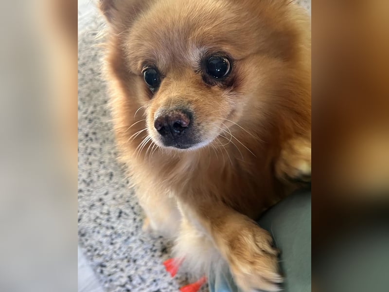 Peanut SR - freundlich, anfangs schüchtern