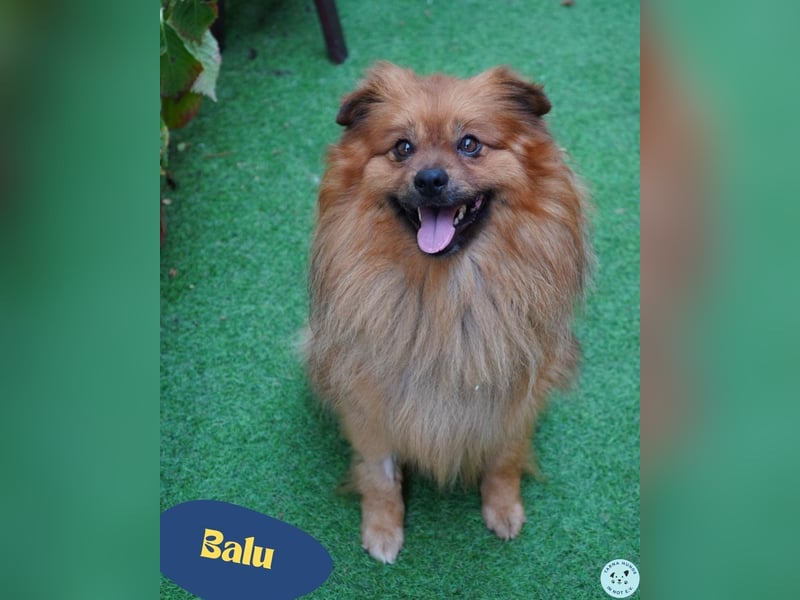 Balu SR - freundlich, verträglich