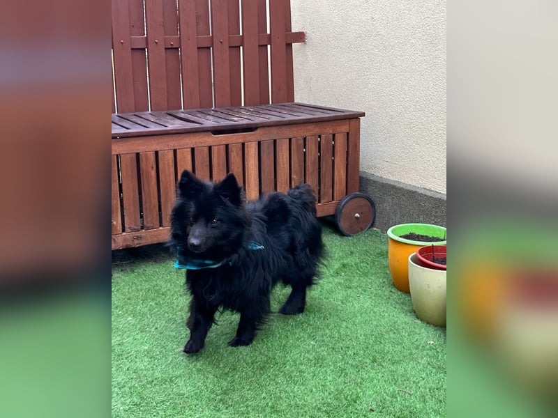 Momo SR - freundlich, verträglich