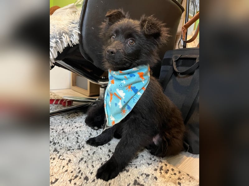 Thor SR - verspielt, freundlich