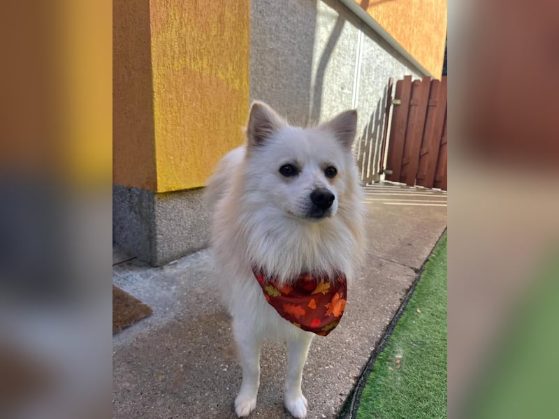 Fynn SR - superfreundlich, verspielt