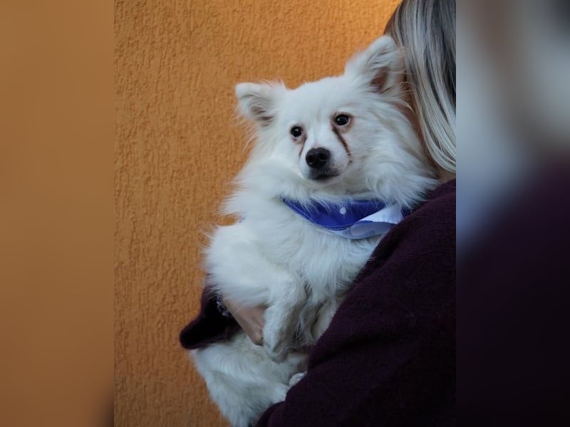 Pakito SR - verträglich, neugierig, anhänglich