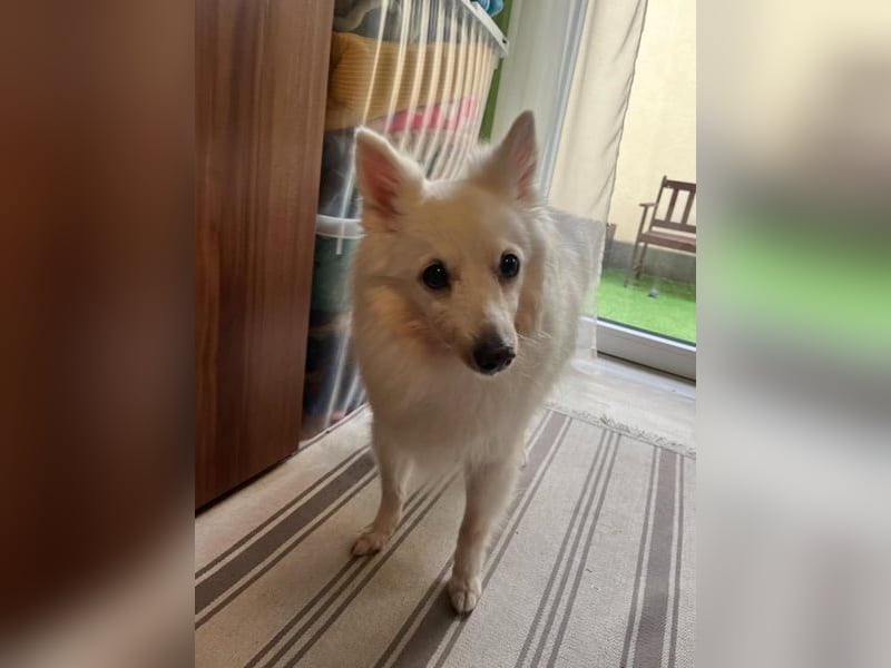 Glory SR - lieb, verschmust