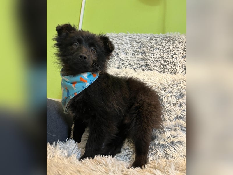 Thor SR - verspielt, freundlich