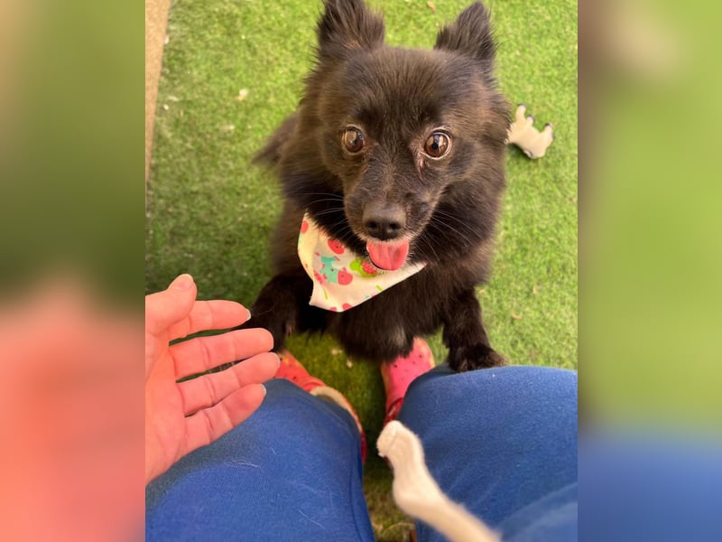 Mable SR- dominant, freundlich