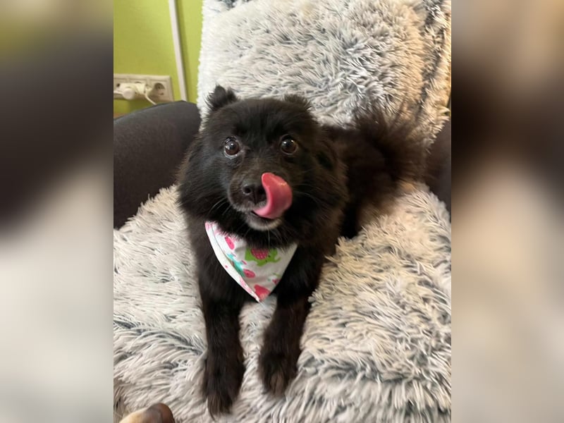 Mable SR- dominant, freundlich