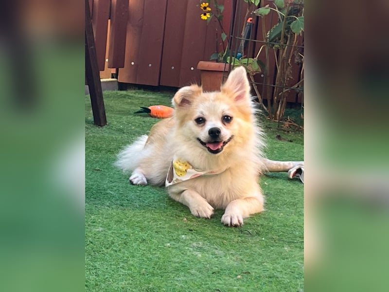 Elsi SR - verträglich, neugierig