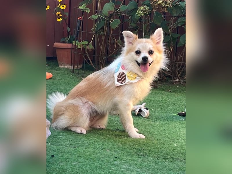 Elsi SR - verträglich, neugierig