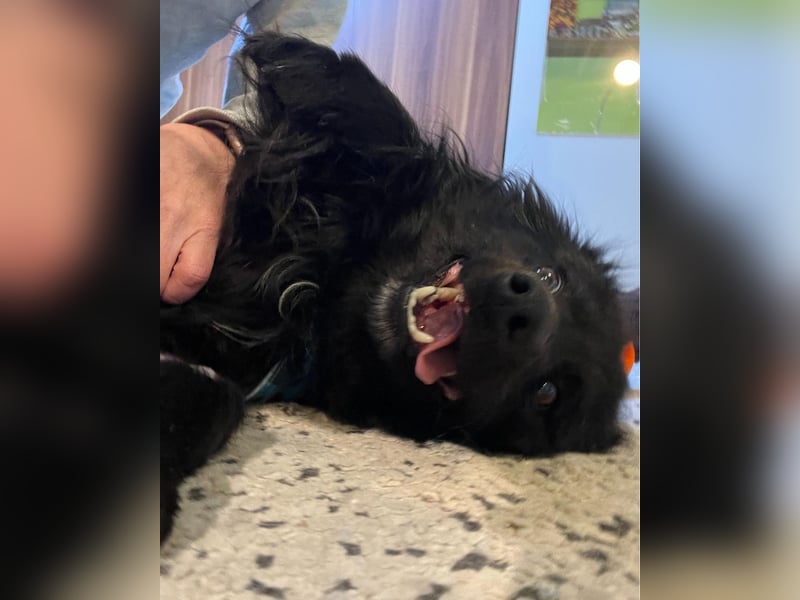 Momo SR - freundlich, verträglich