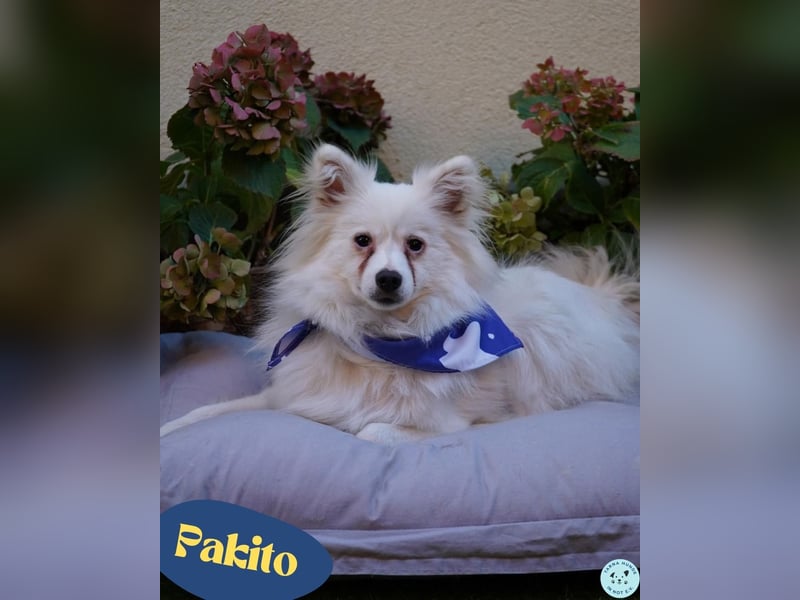 Pakito - verträglich, neugierig, anhänglich