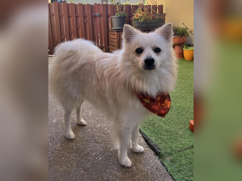 Fynn SR - superfreundlich, verspielt