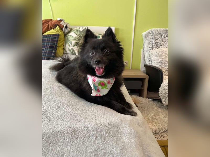 Mable SR- dominant, freundlich