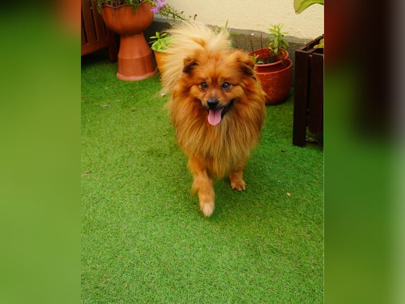 Balu SR - freundlich, verträglich