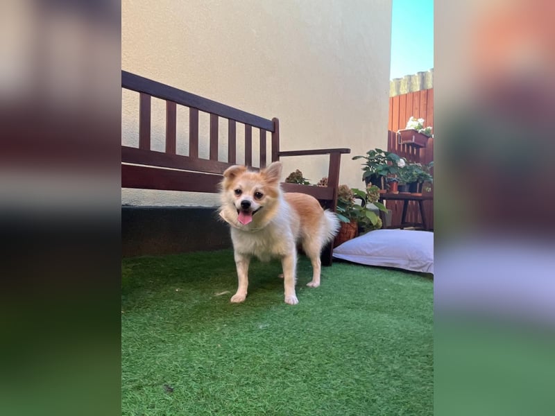 Elsi SR - verträglich, neugierig