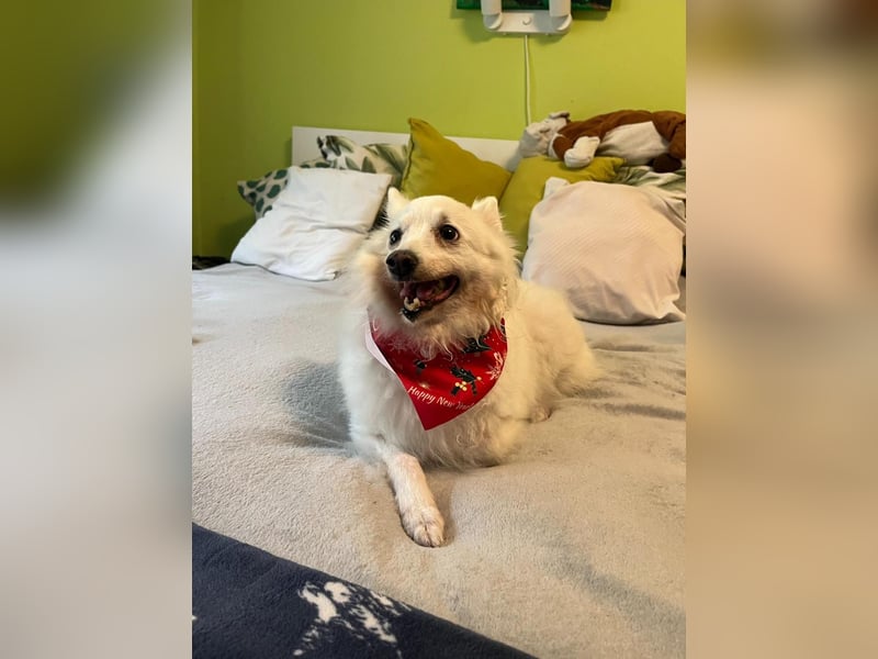 Glory SR - lieb, verschmust