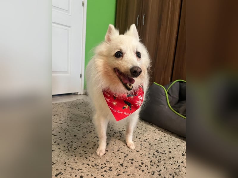 Glory SR - lieb, verschmust