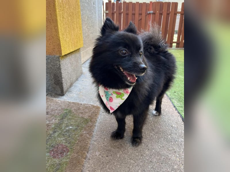 Mable SR- dominant, freundlich