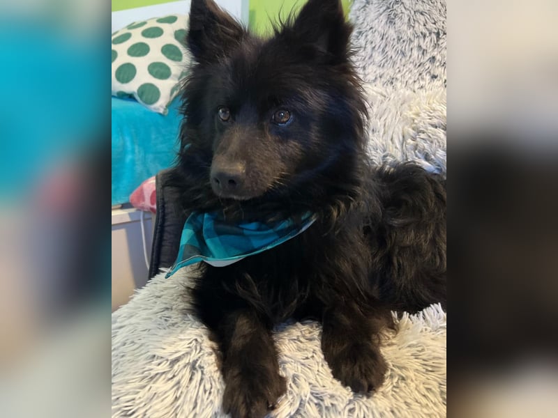 Momo SR - freundlich, verträglich