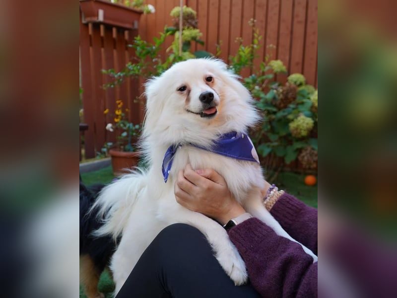 Pakito SR - verträglich, neugierig, anhänglich