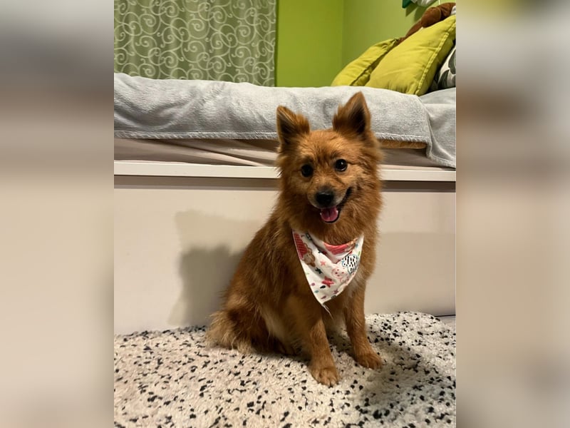 Molly SR - lieb, verträglich