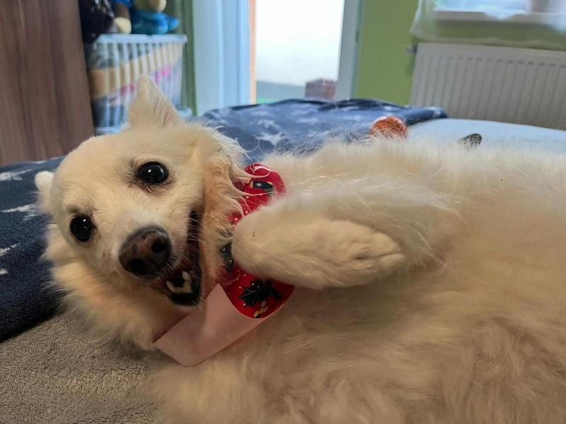 Glory SR - lieb, verschmust