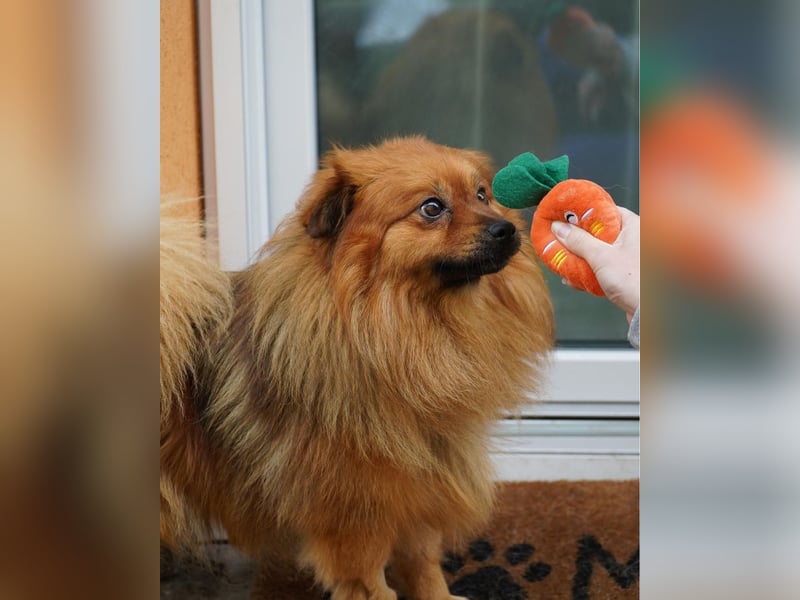 Balu SR - freundlich, verträglich