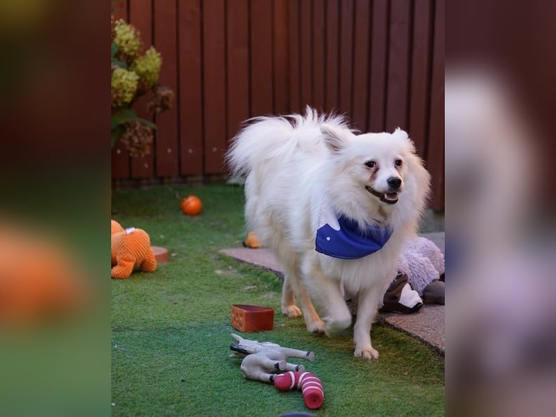 Pakito SR - verträglich, neugierig, anhänglich