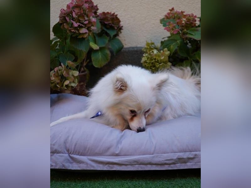 Pakito SR - verträglich, neugierig, anhänglich