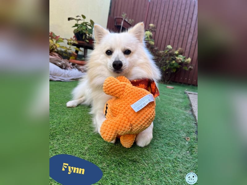 Fynn SR - superfreundlich, verspielt