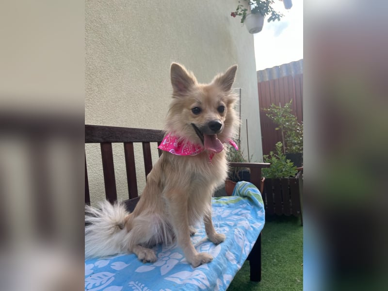 Kira - sehr lieb und anhänglich