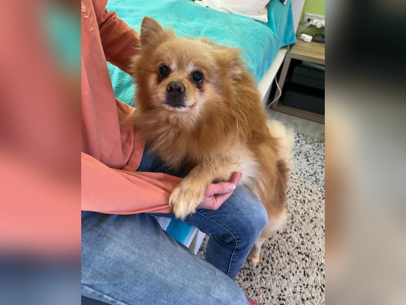 Peanut SR - freundlich, anfangs schüchtern