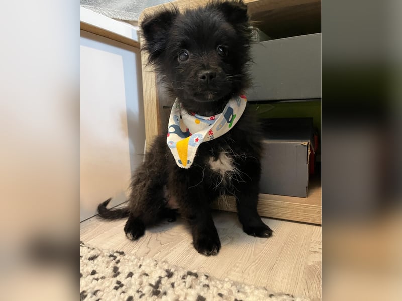 Loki SR - aufgeschlossen, verspielt