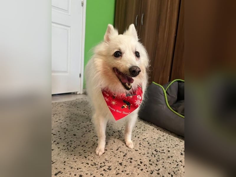 Glory SR - lieb, verschmust