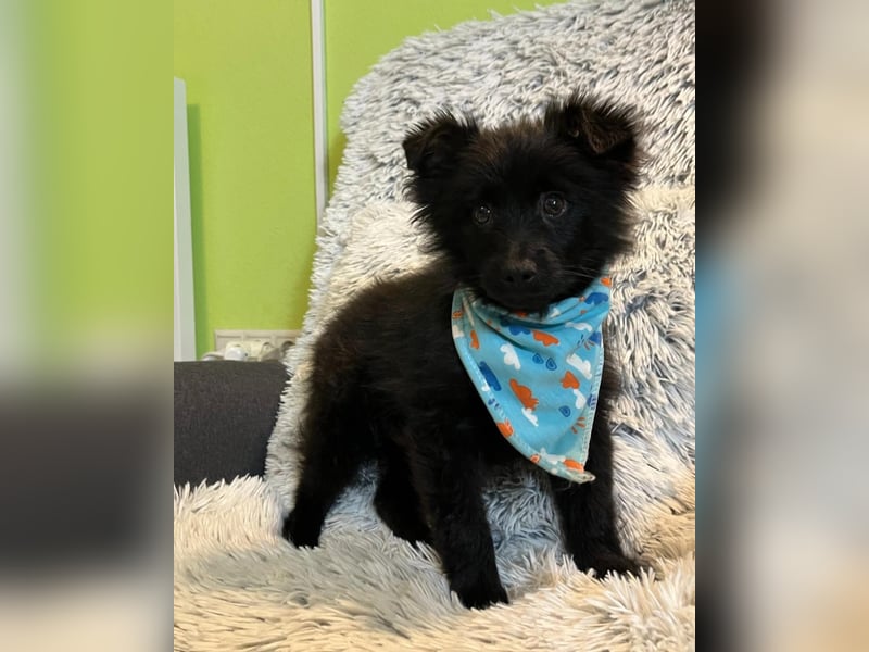 Thor SR - verspielt, freundlich