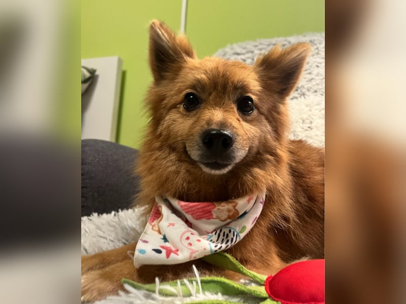 Molly SR - lieb, verträglich