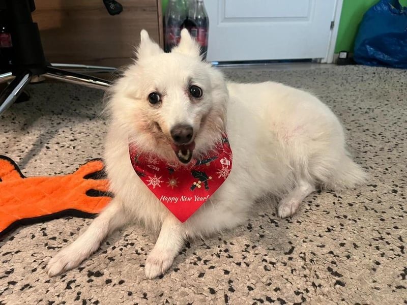 Glory SR - lieb, verschmust