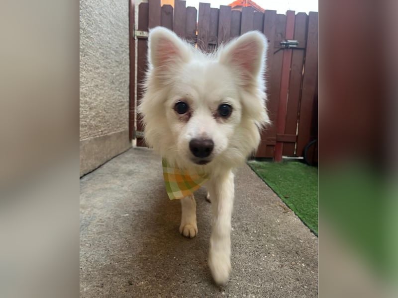 Fritz - gelassen, rüstiger Rentner