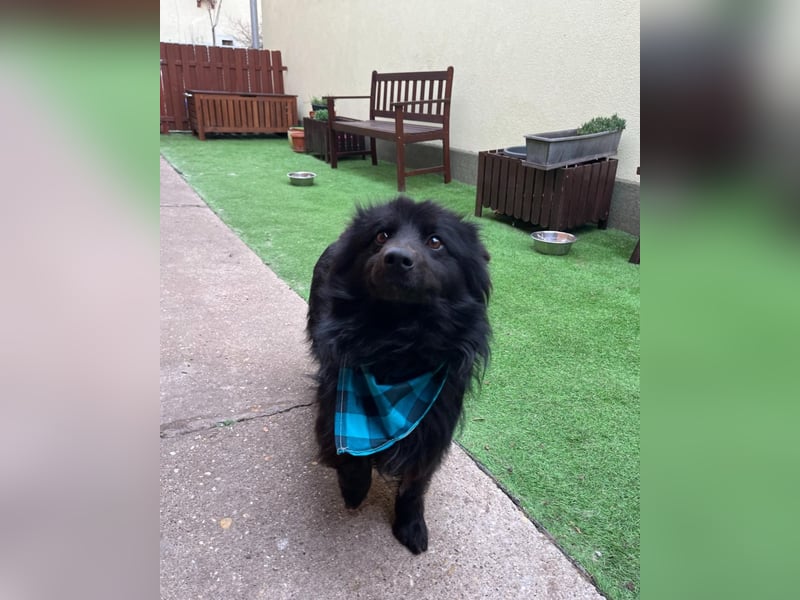 Momo SR - freundlich, verträglich