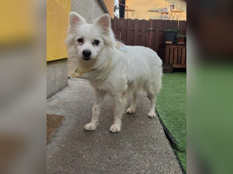 Fritz - gelassen, rüstiger Rentner