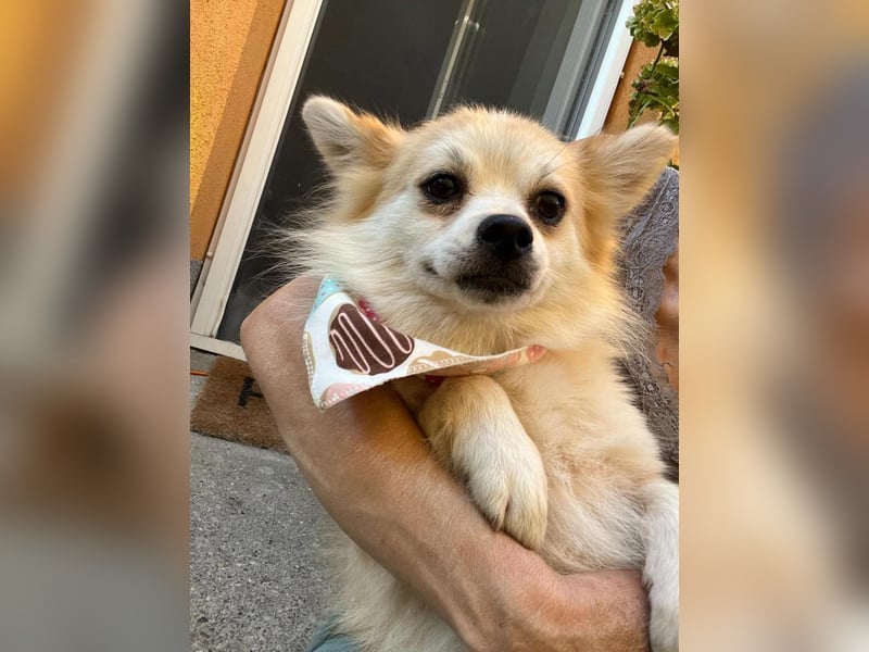 Elsi SR - verträglich, neugierig