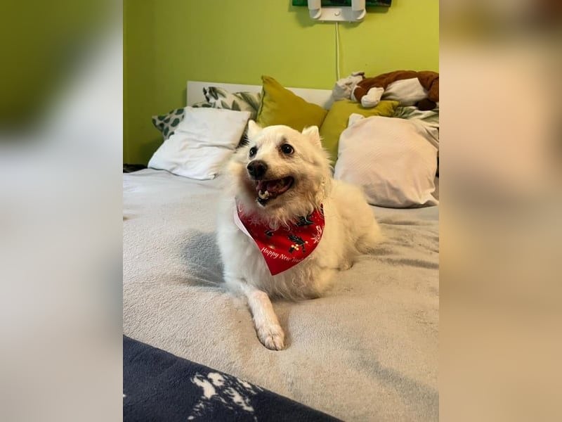 Glory SR - lieb, verschmust